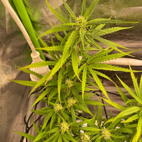 Future 1 photo growlog timeline photo