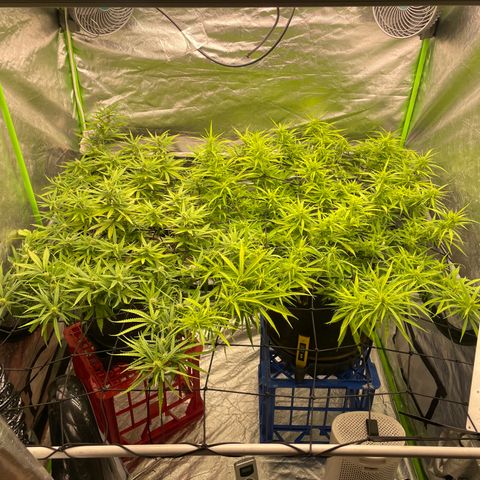 Future 1 photo growlog timeline photo