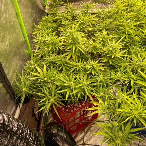 Future 1 photo growlog timeline photo