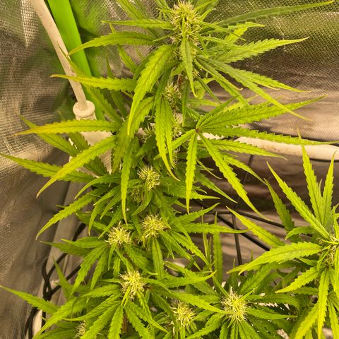 Future 1 photo growlog timeline photo