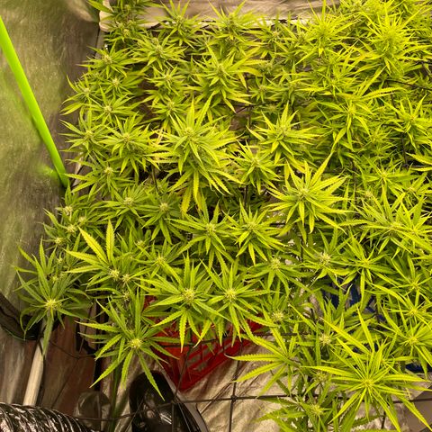 Future 1 photo growlog timeline photo