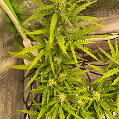 Future 1 photo growlog timeline photo