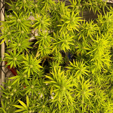 Future 1 photo growlog timeline photo
