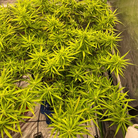 Future 1 photo growlog timeline photo