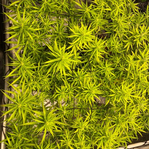 Future 1 photo growlog timeline photo