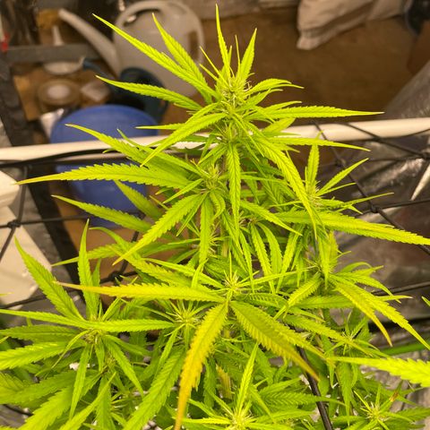 Future 1 photo growlog timeline photo