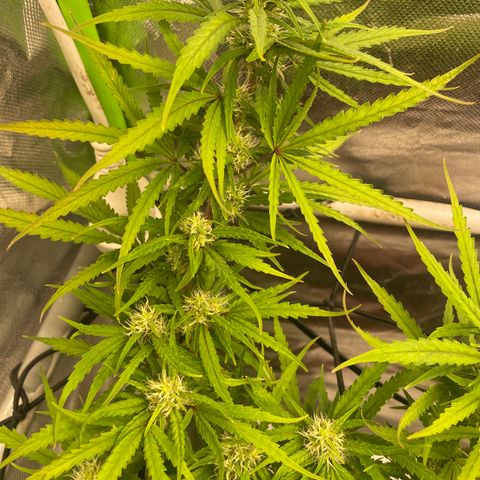 Future 1 photo growlog timeline photo