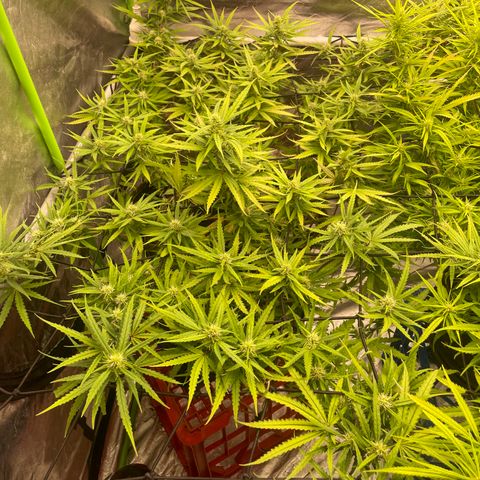Future 1 photo growlog timeline photo
