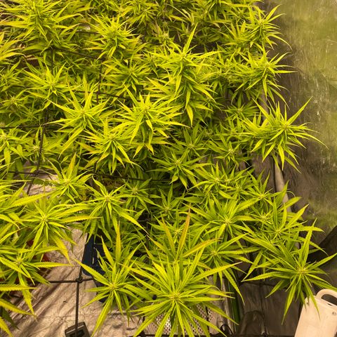 Future 1 photo growlog timeline photo