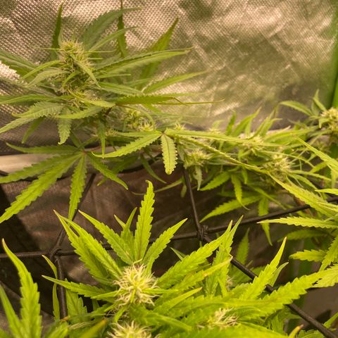 Future 1 photo growlog timeline photo