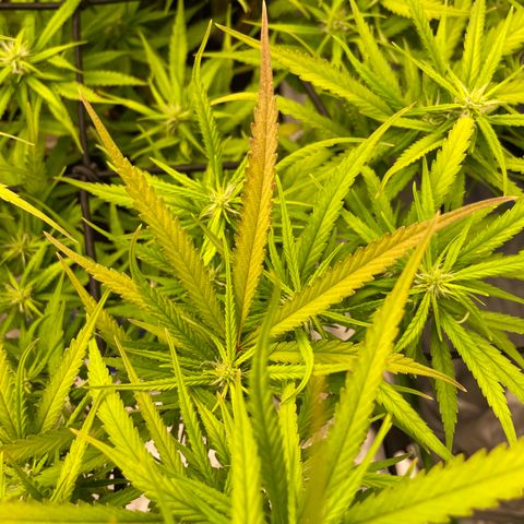 Future 1 photo growlog timeline photo