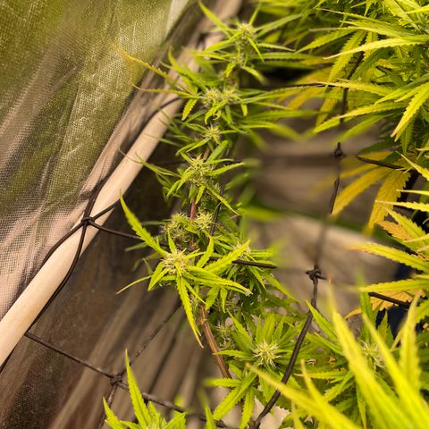 Future 1 photo growlog timeline photo