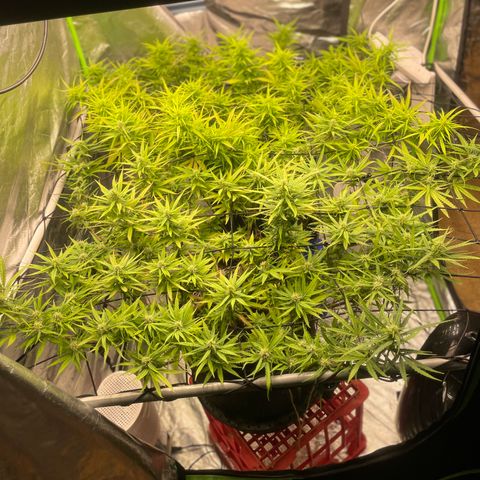 Future 1 photo growlog timeline photo