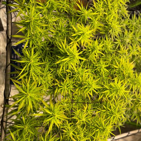 Future 1 photo growlog timeline photo