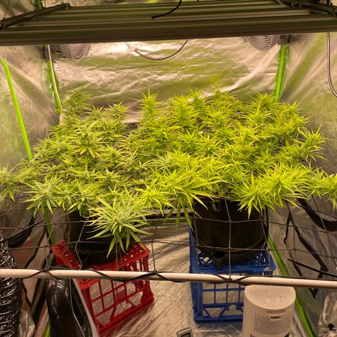 Future 1 photo growlog timeline photo