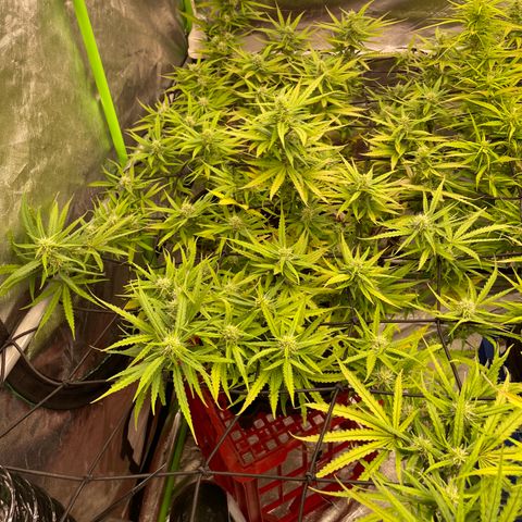 Future 1 photo growlog timeline photo