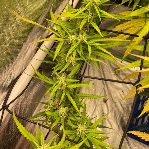Future 1 photo growlog timeline photo