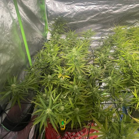 Future 1 photo growlog timeline photo