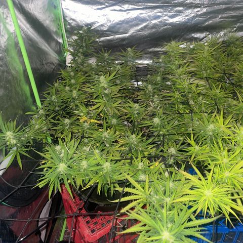 Future 1 photo growlog timeline photo
