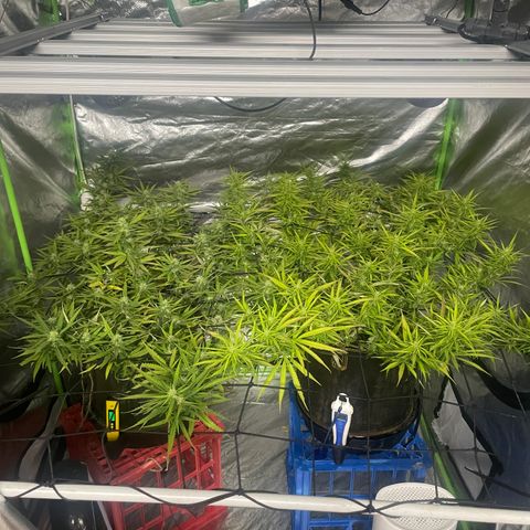 Future 1 photo growlog timeline photo