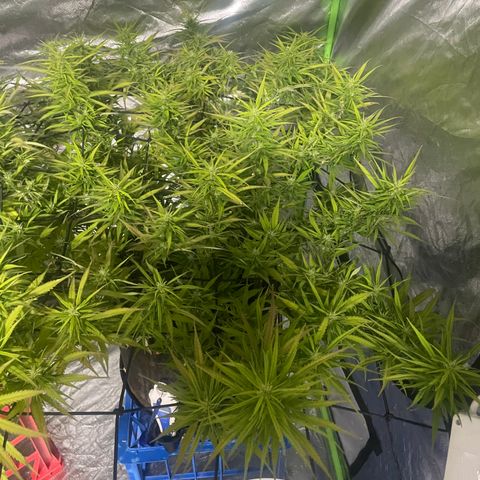 Future 1 photo growlog timeline photo
