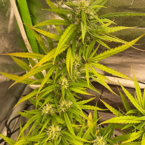 Future 1 photo growlog timeline photo