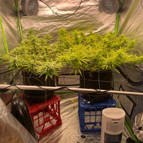 Future 1 photo growlog timeline photo