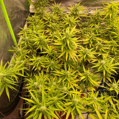 Future 1 photo growlog timeline photo