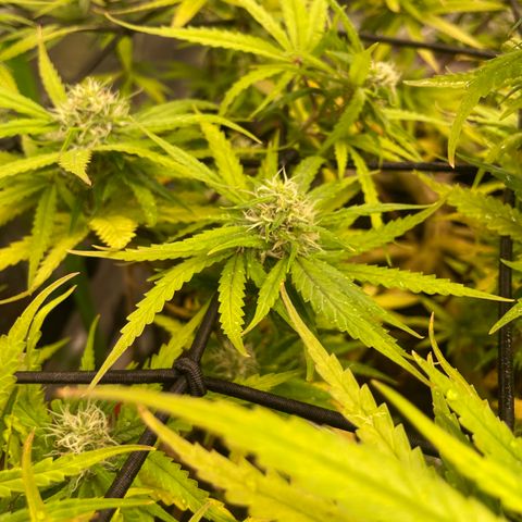 Future 1 photo growlog timeline photo