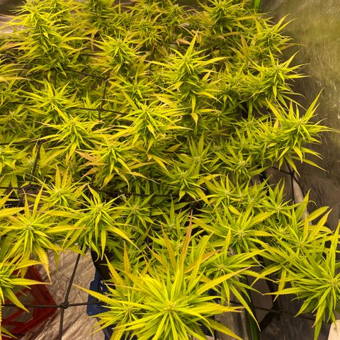 Future 1 photo growlog timeline photo