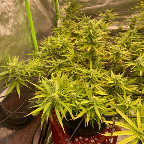 Future 1 photo growlog timeline photo