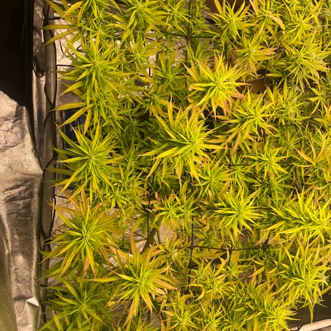 Future 1 photo growlog timeline photo