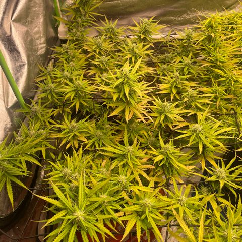 Future 1 photo growlog timeline photo