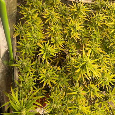 Future 1 photo growlog timeline photo