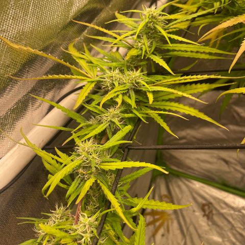 Future 1 photo growlog timeline photo