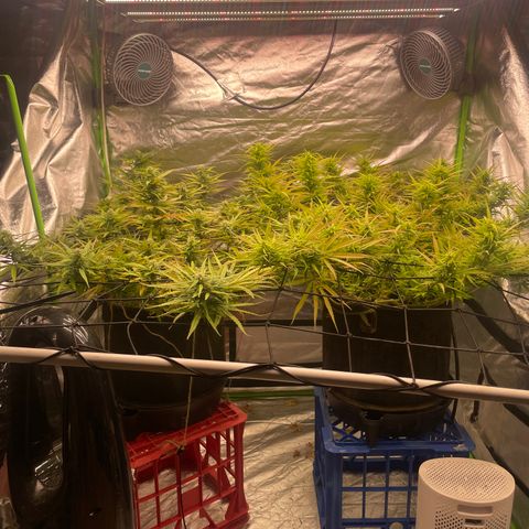 Future 1 photo growlog timeline photo