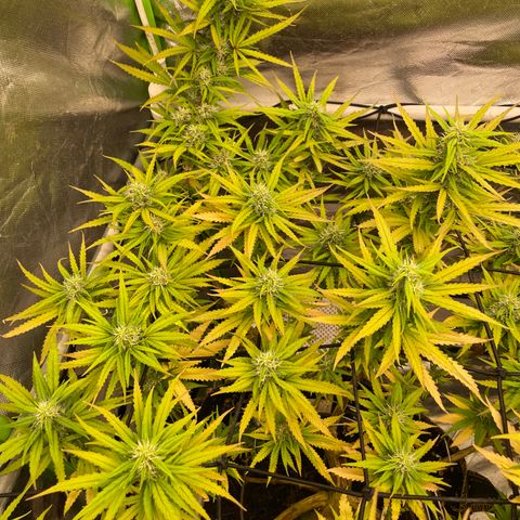 Future 1 photo growlog timeline photo