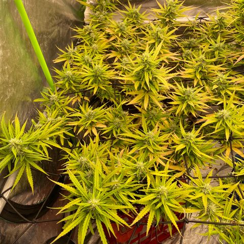 Future 1 photo growlog timeline photo