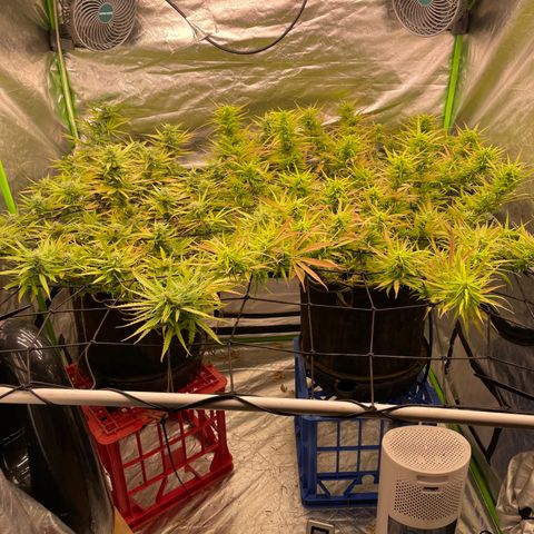 Future 1 photo growlog timeline photo
