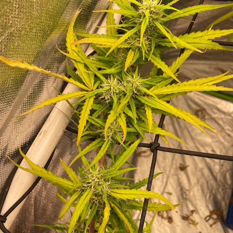 Future 1 photo growlog timeline photo