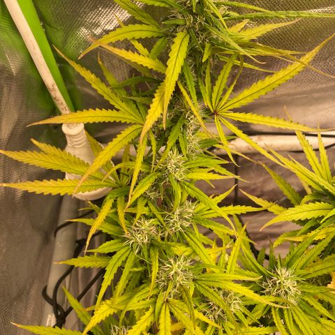Future 1 photo growlog timeline photo