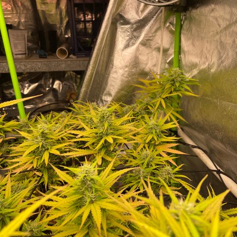 Future 1 photo growlog timeline photo