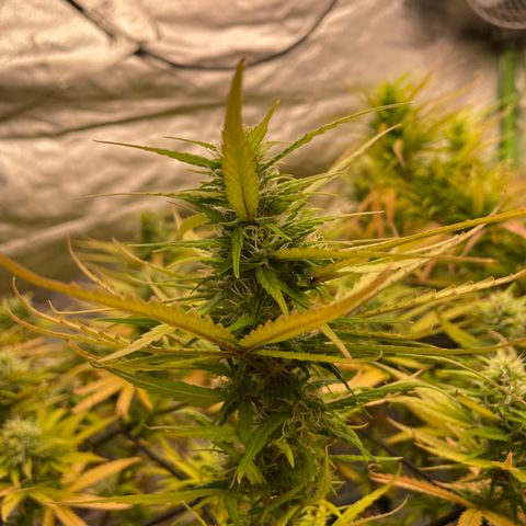 Future 1 photo growlog timeline photo