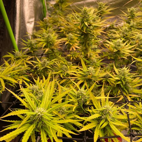 Future 1 photo growlog timeline photo