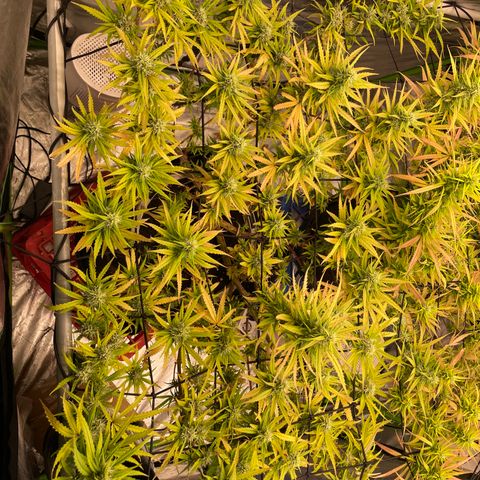 Future 1 photo growlog timeline photo