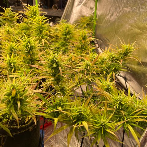 Future 1 photo growlog timeline photo