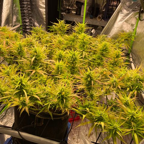 Future 1 photo growlog timeline photo