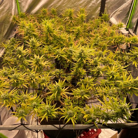 Future 1 photo growlog timeline photo