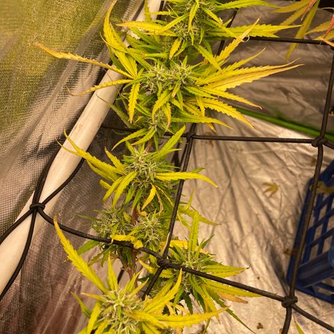 Future 1 photo growlog timeline photo