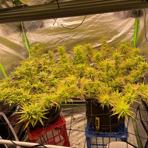 Future 1 photo growlog timeline photo